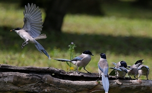 上海市区也能观鸟，四大城市公园已监测到164种野鸟