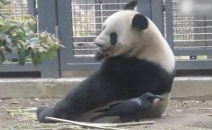 四川电工随手拍野生大熊猫，“吃货”真真表示“我更呆萌”