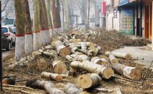 山西晋城被指为“市庆”当街砍数百棵树，官方称已公示无异议