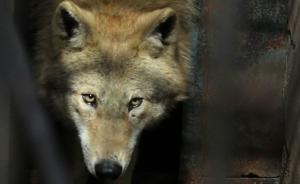 野狼惊现包头被群众抓获，动物园：每天吃肉七八斤，养不起