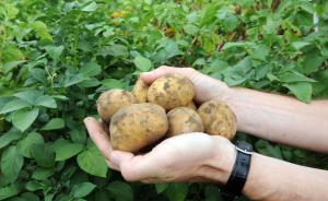 转基因土豆通过美FDA安全性评估，能降低潜在致癌成分