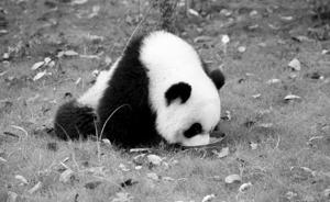4个月内陕西死亡大熊猫增至5只，犬瘟热疫情监控还将延续