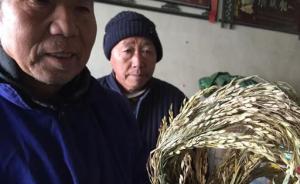 安徽农委回应“万亩袁隆平稻种减产绝收”：感染了稻瘟病