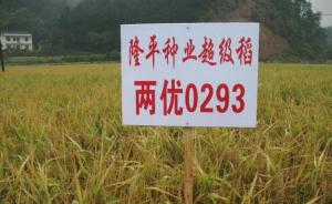 农业部发声：安徽减产绝收稻种并非“超级稻”