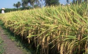 安徽万亩水稻减产绝收，涉事稻种是不是超级稻仍存疑问