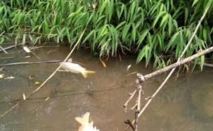 广东世界自然遗产地丹霞山现数千斤死鱼，老鹰食用后丧生
