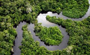 研究称全球八成毁林集中在11地，南美亚马孙森林消失最快