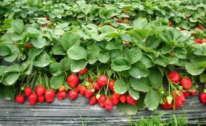 “草莓含农药残留”续：北京食安委称全市抽检均未检出乙草胺