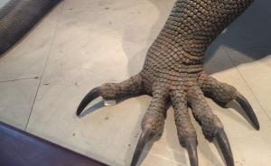 上海自然博物馆海星被摸死，科莫多巨蜥一根脚趾断裂