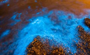 直击| 大连现蓝色“荧光海”奇景，微生物发光如星河灿烂