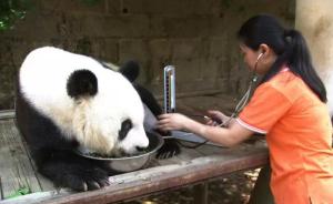 90年亚运会吉祥物熊猫盼盼将迎35岁生日，相当于百岁老人