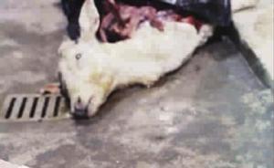 上海动物园两周3头鹿因吞食异物死亡：肠胃充满塑料袋小毛巾