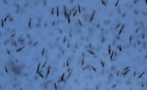 广州投放50万只“绝育”雄蚊，据称可稀释种群密度防登革热