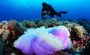 国家海洋局专家撰文：南沙岛礁扩建工程未影响珊瑚礁生态系统