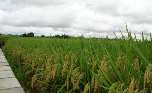 种植转基因水稻可缓解雾霾？专家：育种即可实现，无需转基因