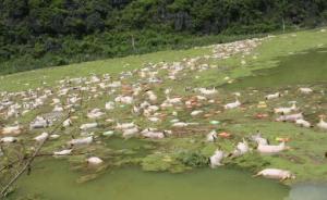 洪水中漂浮1.6万头死猪：广西洪灾养猪场被淹，打捞难度大