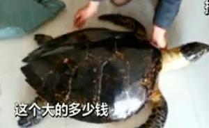 海南琼海现非法玳瑁交易：百岁长寿龟遭开水烫死“为保光泽”