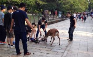 中国游客奈良锯鹿角系帮小鹿脱困，部分日本网民仍妄图泼脏水