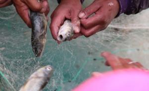 来信|藏族诗人因拆非法渔网遇难，青海湖反盗猎行动从未停歇