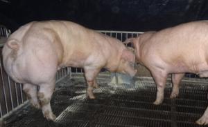 中韩科学家培育新型瘦肉猪：只改了一个基因，期待获批上餐桌