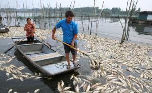 安徽两大水产养殖地遭污染：超万吨鱼虾蟹死亡，损失1.9亿