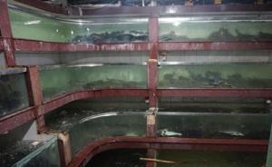 济南一酒店销售多宝鱼含禁用兽药，可致癌致畸胎养殖户从不吃