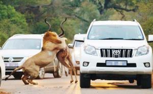 早安，全世界都在看↑ 雄狮公路捕食羚羊，车里人心情如何？