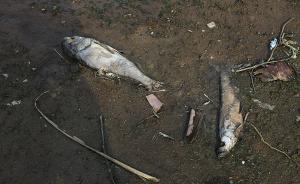 武汉一湖泊连续4年死鱼，污水处理能力跟不上城市扩张成通病