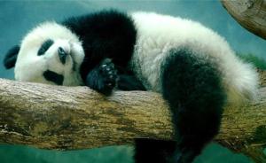 大熊猫为什么又懒又萌：能量代谢率极低，“懒”到基因里