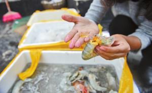 温州昆明出现“注胶虾”产地均指向广东湛江，官方开始检查