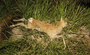青海湖普氏原羚17只幼羚集体死亡，系国家一级保护动物