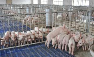 雏鹰农牧猪肉被检出禁用兽药，“中国养猪第一股”紧急停牌