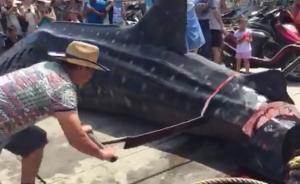“世界最大鱼”鲸鲨疑在广东被活宰切割，有围观群众现场合影
