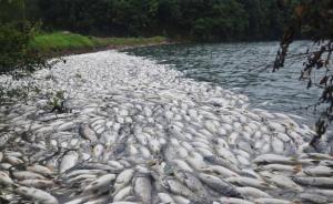 江西铅山一水库17万斤鱼死亡疑因人投毒，警方已介入调查