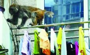抢劫食物、偷窥居民，徐州的这些泼猴为何频频下山扰民？