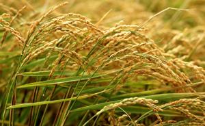 科学家发现新的植物抗高温基因，水稻“高温不死”还能增产