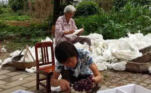 南京“最美江岛人”万斤葡萄难出岛，市民爱心接力上门买葡萄