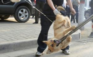 四川清江镇：未免疫、不拴养的狗一律捕杀，费用由犬主人承担