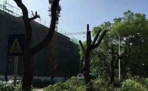 长沙修地铁移栽樟树引争议，官方：两所大学要求分开建站所致
