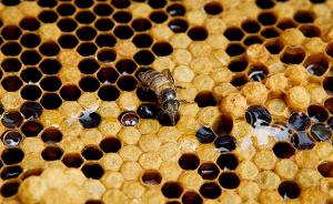 多人中毒死亡，食药监总局：勿食未经加工处理的生鲜蜂蜜