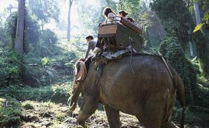 泰国大象发疯用象牙捅死饲养员，驮着3名中国游客钻入森林