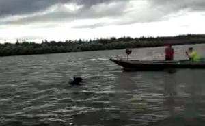 俄罗斯两只黑熊横渡乌苏里江进入黑龙江，当地居民紧急疏散