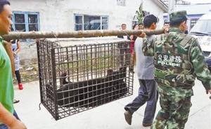 4只“俄籍”黑熊闯入中国后1只被抓获，当地提醒村民提防