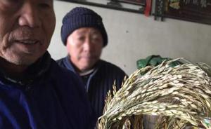 农业部叫停隆平高科“两优0293”，曾致安徽稻田减产绝收