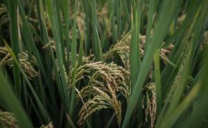 中国科学家发现新基因：罕见突变可令超级稻增产9.5%