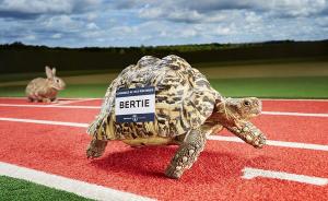 吉尼斯新世界纪录发布：最快龟速诞生，跑完百米6分钟