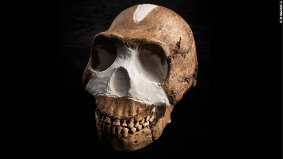 150910112025-restricted-homo-naledi-skull-closeup-wits-exlarge-169