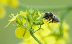 臭氧多了不只污染环境，还干扰蜜蜂传粉让花香不再