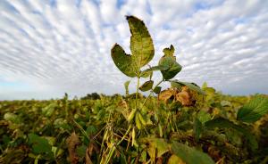 黑龙江回应偷种转基因大豆：并未发现，当地不能满足种植要求