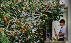 杭州市花桂花满城盛开为何让人进医院？非花粉过敏，而是香气